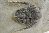 Spiny Cyphaspis Trilobite - Ofaten, Morocco #359169-1